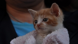 Malzeme alana kedi bedava