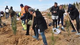 Ankara’ya 50 bin yeni fidan