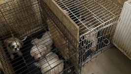 Hayvan işkencehanesine baskın: 68 küçük köpek kurtarıldı